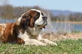 SAINT BERNARD 122